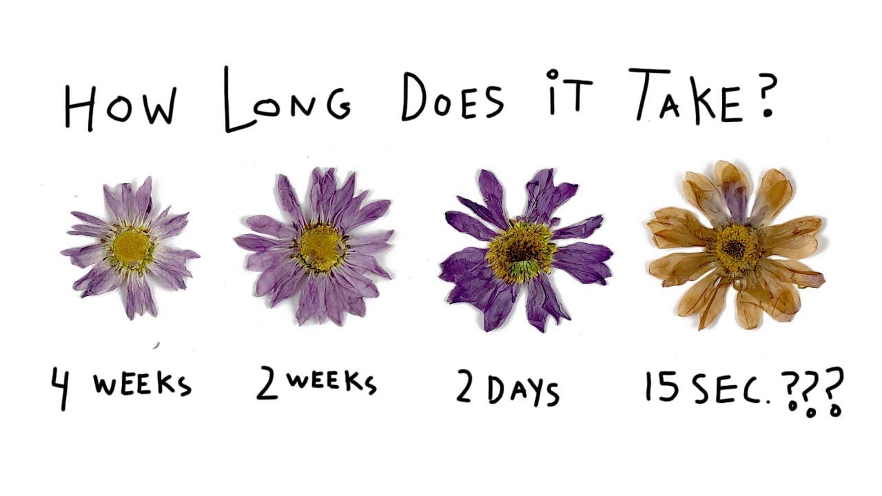 How to Press Flowers (4 Methods: Microwave, Iron, Book, and Press)